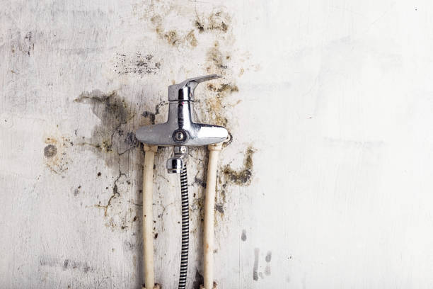 Best Toxic Mold Removal  in Unadilla, GA