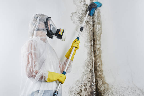 Professional Mold Removal in Unadilla, GA