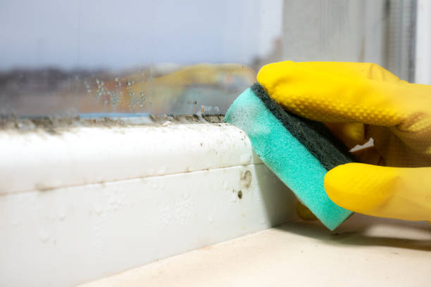 Best Black Mold Removal  in Unadilla, GA