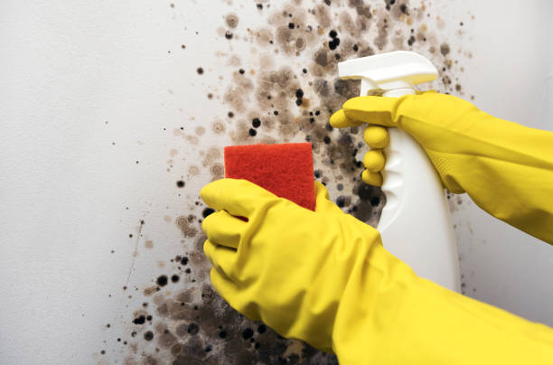Best Fast Mold Removal  in Unadilla, GA