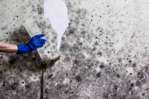 Best Attic Mold Removal  in Unadilla, GA